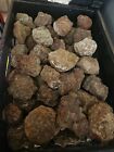 Condor Agate Top Grade Or Premiun Quality Rough Nodules 4 Pounds