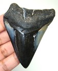 Megalodon Shark Tooth - Shark Teeth - Real Fossil - 2 65    - No Restorations