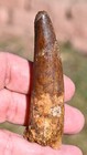 Spinosaurus Tooth 3 55 Inches  From Morocco   3