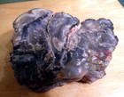 Beautiful 6 Lb Raw Slab Arizona Rainbow Petrified Wood Agate