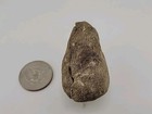 Egg Fossil Bird Permineralized 