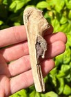 Rare Texas Fossil Smilodon Saber Cat Ulna Bone Pleistocene Ice Age Mammal