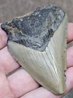 2 7 8  Authentic Prehistoric Megalodon  Fossil Shark Tooth Teeth