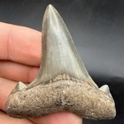 Rare Auriculatus Shark Tooth Fossil 2 48    All Natural South Carolina
