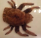 Caltoy 9  Spider tarantula Soft  Hand Puppet Plush Stuffed Animal Play Toy Kids