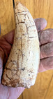 T-rex Dinosaur Tooth Fossil  Replica 5  Broken Tip