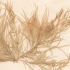Antique 1833 Scottish Dried Sea Algae Herbarium 40 Enteromorpha Cerupuna