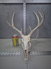 Wild 8 Point Whitetail Deer Antler Horn Skull European Mount Man Cave 99-4  Buck