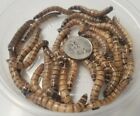 Live Superworms 25 - 3000   Bonus Reptile Feeders Food Insects