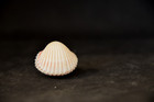 Rare Specimen Bucardium Ringens - 27 9 Mm West Africa