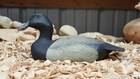 2017 Bluebill Drake Decoy By Rick Moretz Of Havre De Grace Md