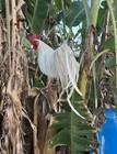      5       Rare Onagadori Longtail        Honorable Fowl        Hatching Eggs    