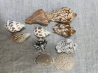 Lot 10 Sea Shells Beach Decor Ocean Conch Natural Nautical Craft