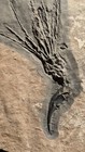 Gogia Granulosa Fossil Wheeler marjum Formation  Utah Cambrian Proto-echinoderm