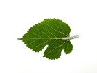 Live  Silkworm  medium Size 