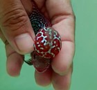 1 Male-live Aquarium Flowerhorn Fish High Quality-flowerhorn Short Red Dragon 06