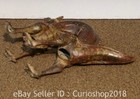 12 8  Ancient Old Chinese Bronze Ware Dynasty Dragon Beast Statue Sculpture