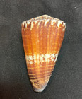 Conidae Conus Vitulinus 65 0mm Bohol  Philippines    