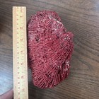 2 Natural Red Organ Pipe Coral Specimens 6 5      4 5    Vintage Marine Estate Find