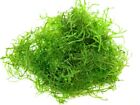 All Green Half Pint Premium Java Moss Fresh Water Aquarium Live Aquatic Plant 