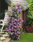 20pcs Purple Climbing Rose Seeds - Rare Non-gmo Heirloom Variety For Your Garden