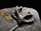 Likable Fossil Crinoid  Crawfordsville  In