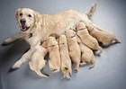 12pack Soft Nylon Puppy Id Collar Adjustable Whelping Breakaway Litter Pet Chart