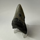 Megalodon Shark Tooth 3 21 Inch - Beautiful - Authentic Fossil - Natural 19978