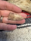 Archaic Period Palmer Arrowhead From Eastern Tennessee  C80