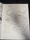 Vintage How To Draw And Paint Birds Magazine Book Walter Foster Art Manual 1960s