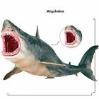 Megalodon Meg Model Lifelike Figure Jaws The Great White Shark Ocean Animal Toy