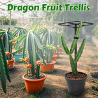Metal Dragon Fruit Trellis   adjustable Dragon Fruit Plant Trellis For Vertical Ga