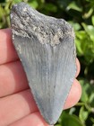Natural Beautiful 2 16    Megalodon Tooth Fossil Shark Teeth