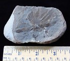Leaf Print Plant Fossi- Annularia Calamites-pennsylvanian   Terra Haute  Indiana