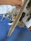Bull Snake Skin Snake Hide Dry Tanned Bow Wrap Blanks Snake Art Nice 52 In  V3
