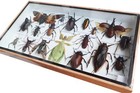 Real Walking Leaf Phyllium With Mix Of  Insect Taxidermy In Wooden Box