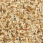 Wild Harvest Daily Blend Nutrition Diet Bird Food For Parakeet  Finch 10 Pounds