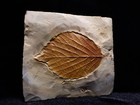 Primo Fossil Leaf  Morton Co   Montana