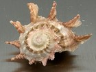 Angaria Sphaerula 34mm Spiny Seashell W Operculum Kiener 1838 Collector Specimen