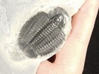 Larger  509 Million Year Old  Elrathia Trilobite Fossil Cambrian Utah 349gr  c