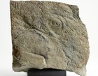 Cyclomedusa Davidi Precambrian Ediacaran  vendian  Sedentary Medusoids Fossil