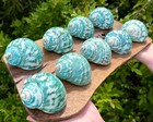 Large Polished Jade Turbo Shell  2-3  Natural Seashell  coastal Nautucal Decor 