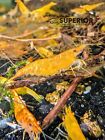 10 2 Orange Sunkist Shrimp - Freshwater Neocaridina Aquarium 100  Live Guarantee