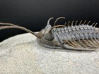 Walliserops Trifurcatus - Long Fork Trident Trilobite