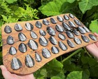 5 Orthoceras Fossil  Fossilized Ancient Cephalopod Specimens  fossilized Squid 
