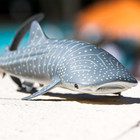 Whale Shark Figurine - Detailed 7 25  Aquatic Figure - Educational Toy For Boys 