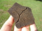 Choice Turtle Nuchal Scute Florida Fossils Ice Age Extinct Tortoise Bones Shell