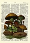 Mushroom Set Vintage Dictionary Art Print Picture Fungus Nature Wall Hanging