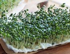 Broccoli Sprouting Seeds For Microgreens - 8 Oz Pure  Country Creek Llc