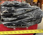        Nice Orthoceras Plate 10    X 7    Polished Devonian Fossils 4 3 Pounds